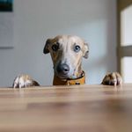 Dog Forbid discount code